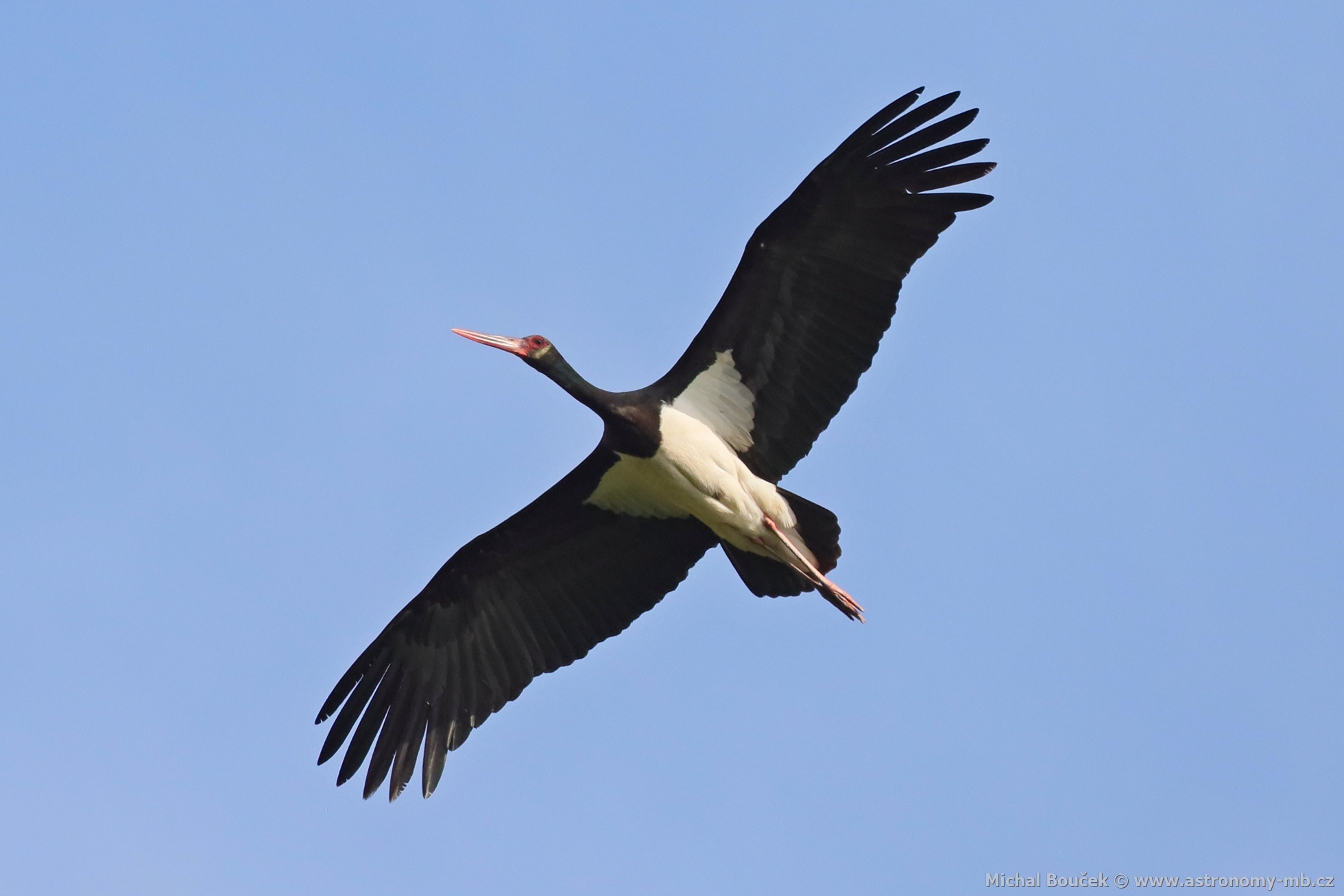 Čáp černý (Ciconia nigra) Čáp černý (Ciconia nigra)