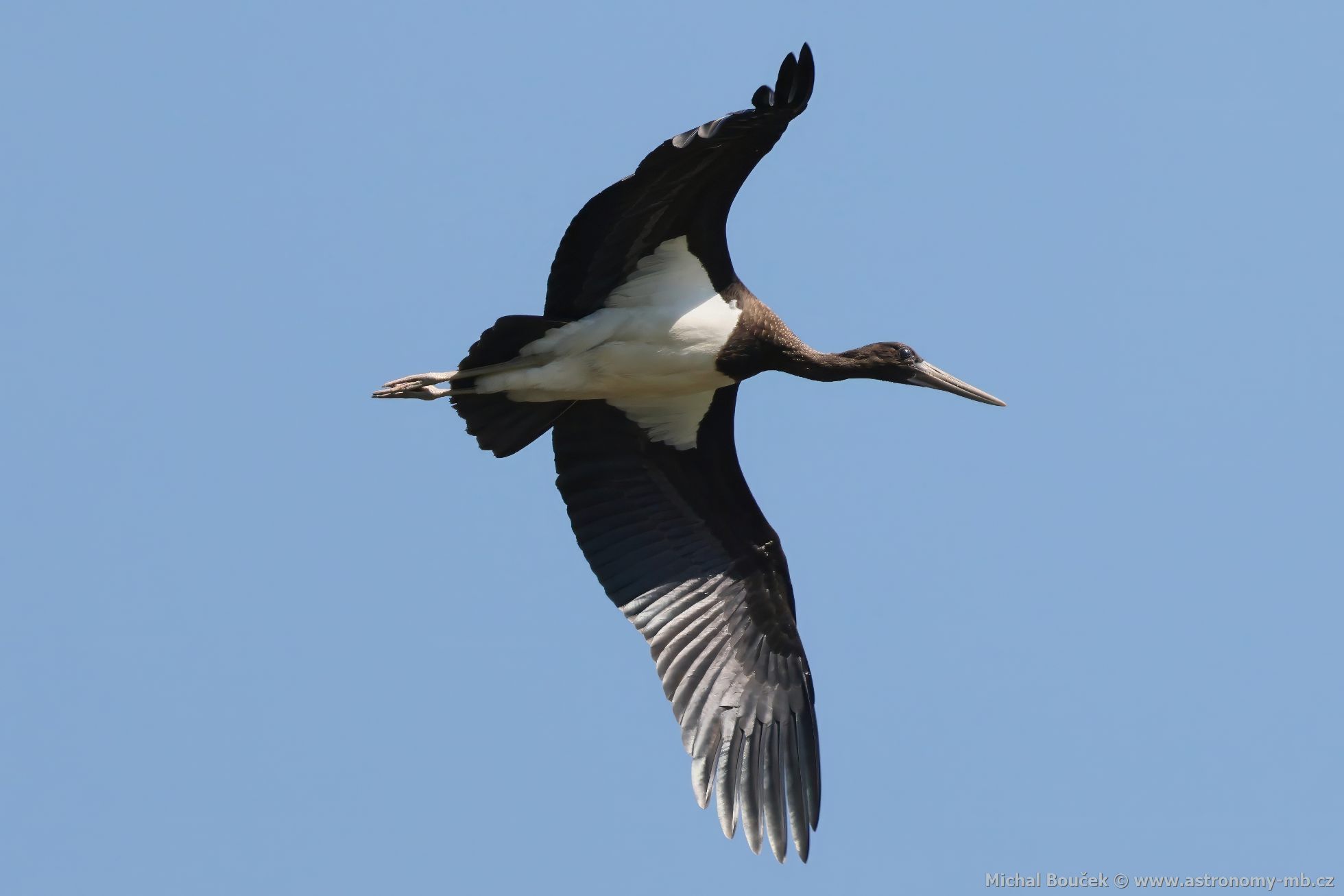Čáp černý (Ciconia nigra) Čáp černý (Ciconia nigra)