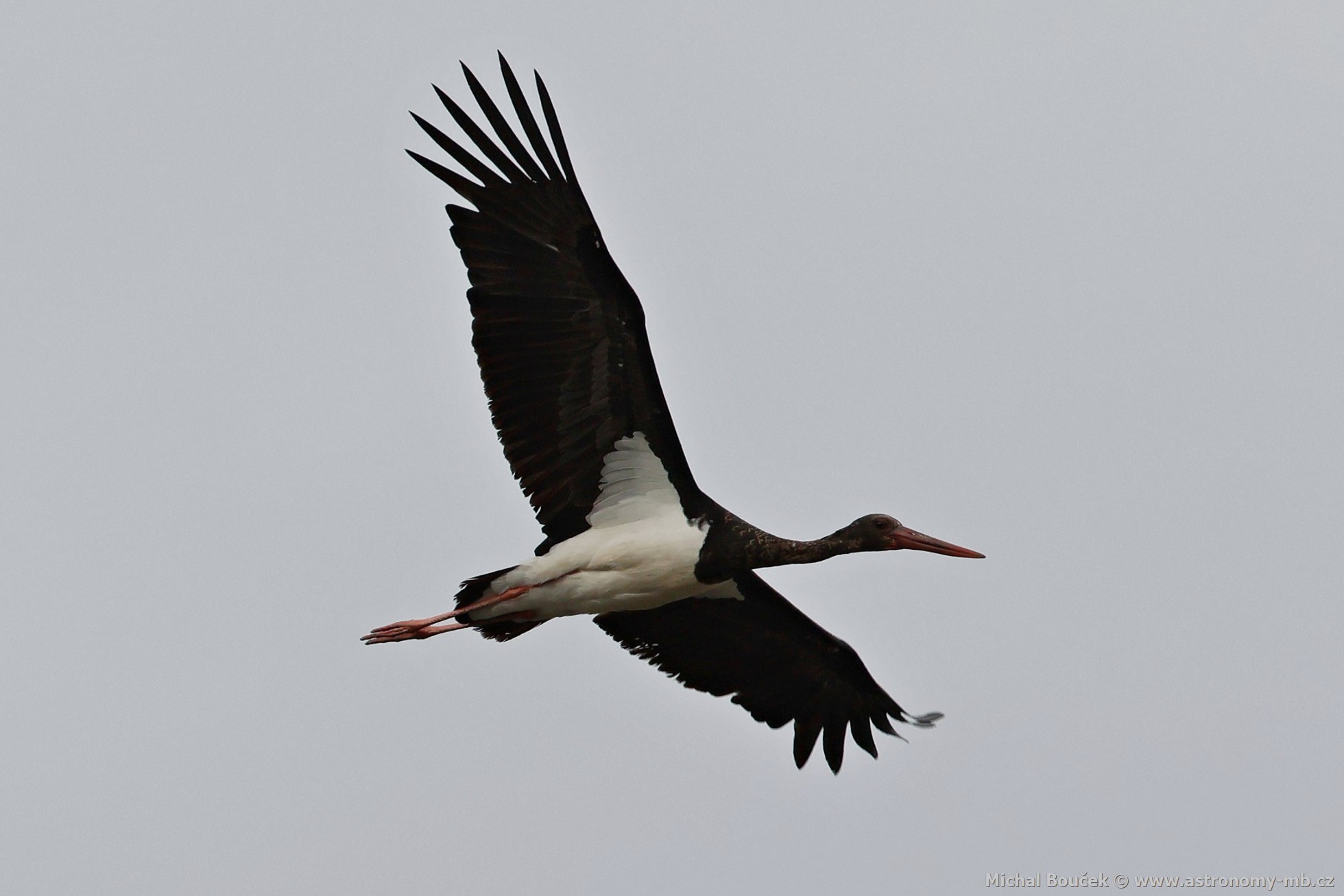Čáp černý (Ciconia nigra) Čáp černý (Ciconia nigra)