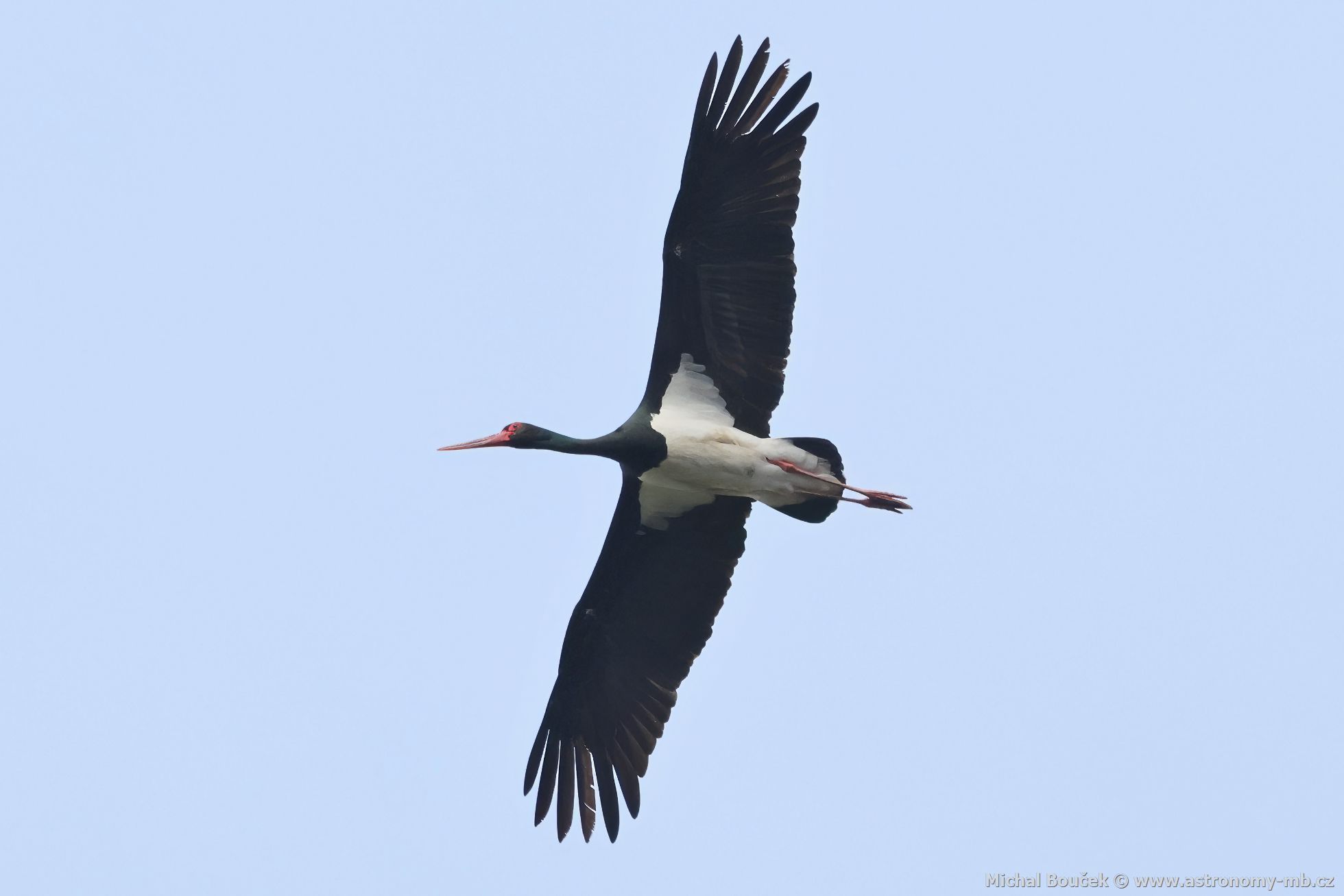 Čáp černý (Ciconia nigra) Čáp černý (Ciconia nigra)