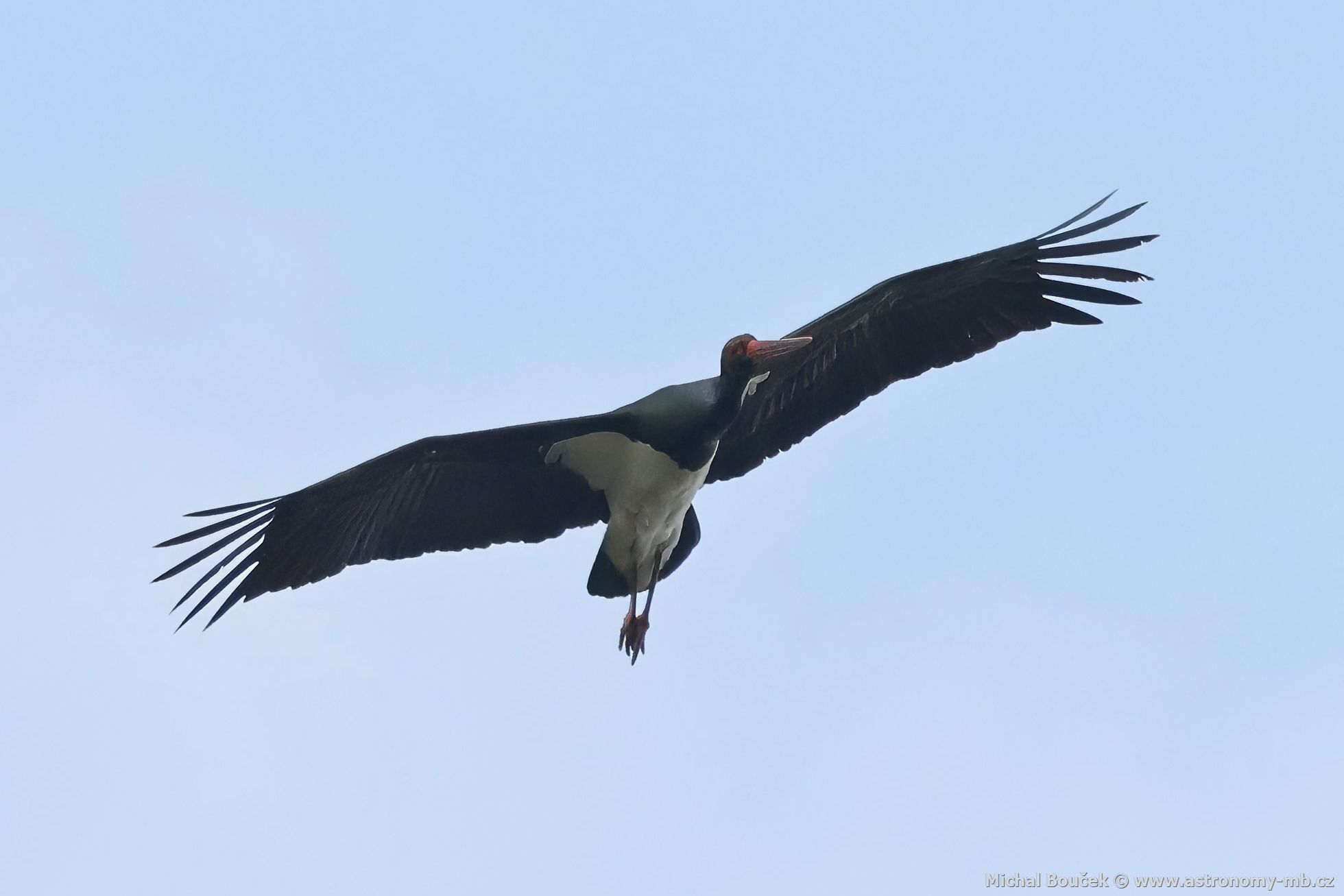 Čáp černý (Ciconia nigra) Čáp černý (Ciconia nigra)