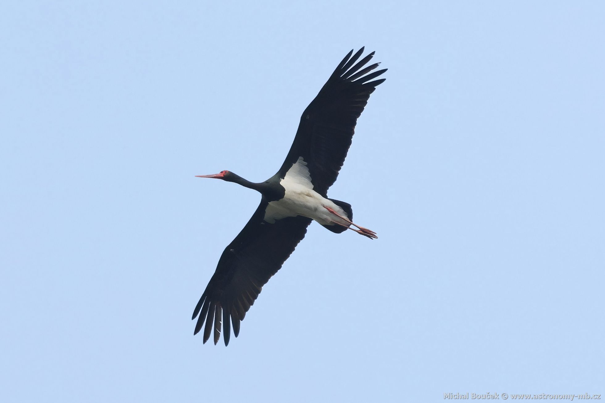 Čáp černý (Ciconia nigra) Čáp černý (Ciconia nigra)