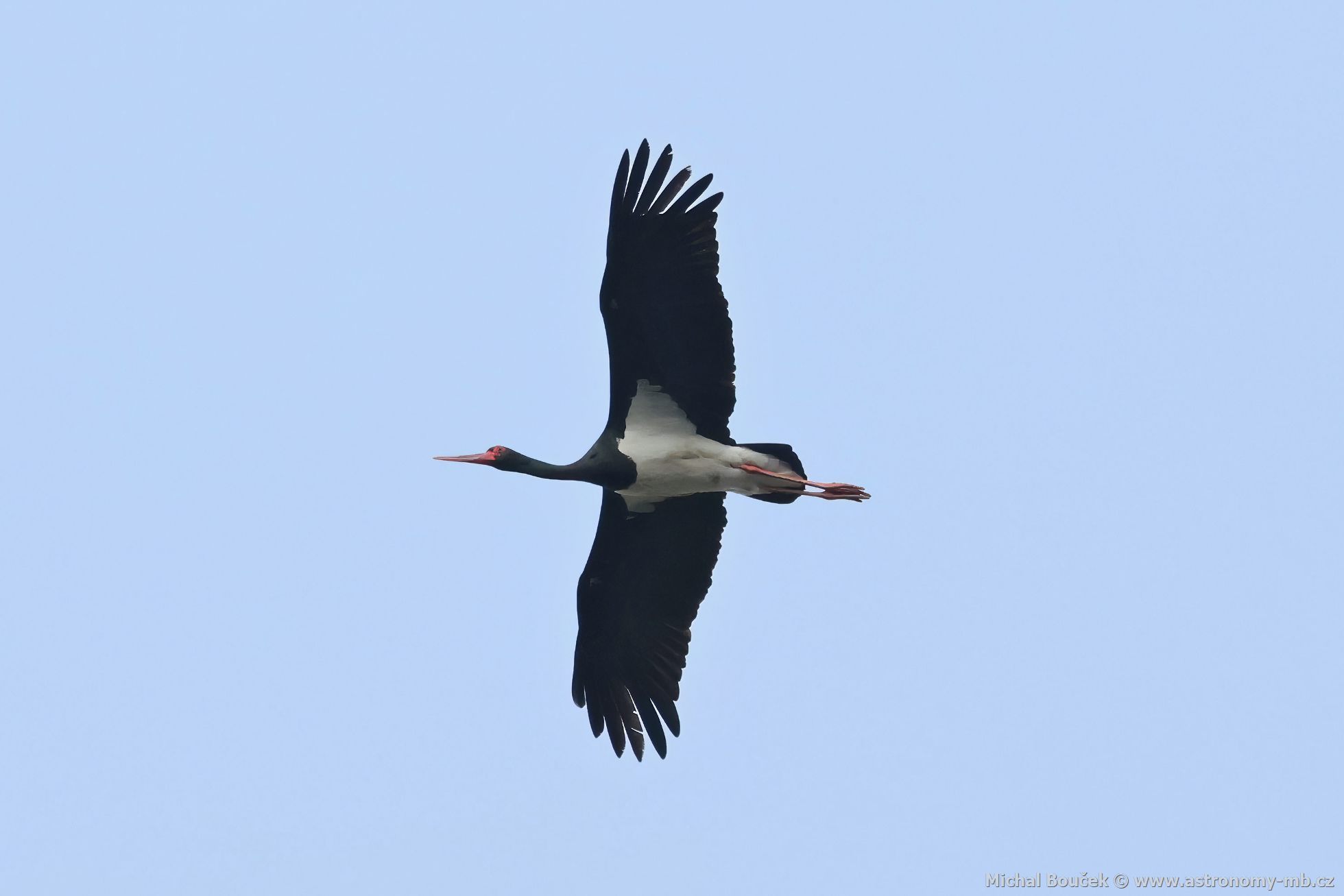 Čáp černý (Ciconia nigra) Čáp černý (Ciconia nigra)