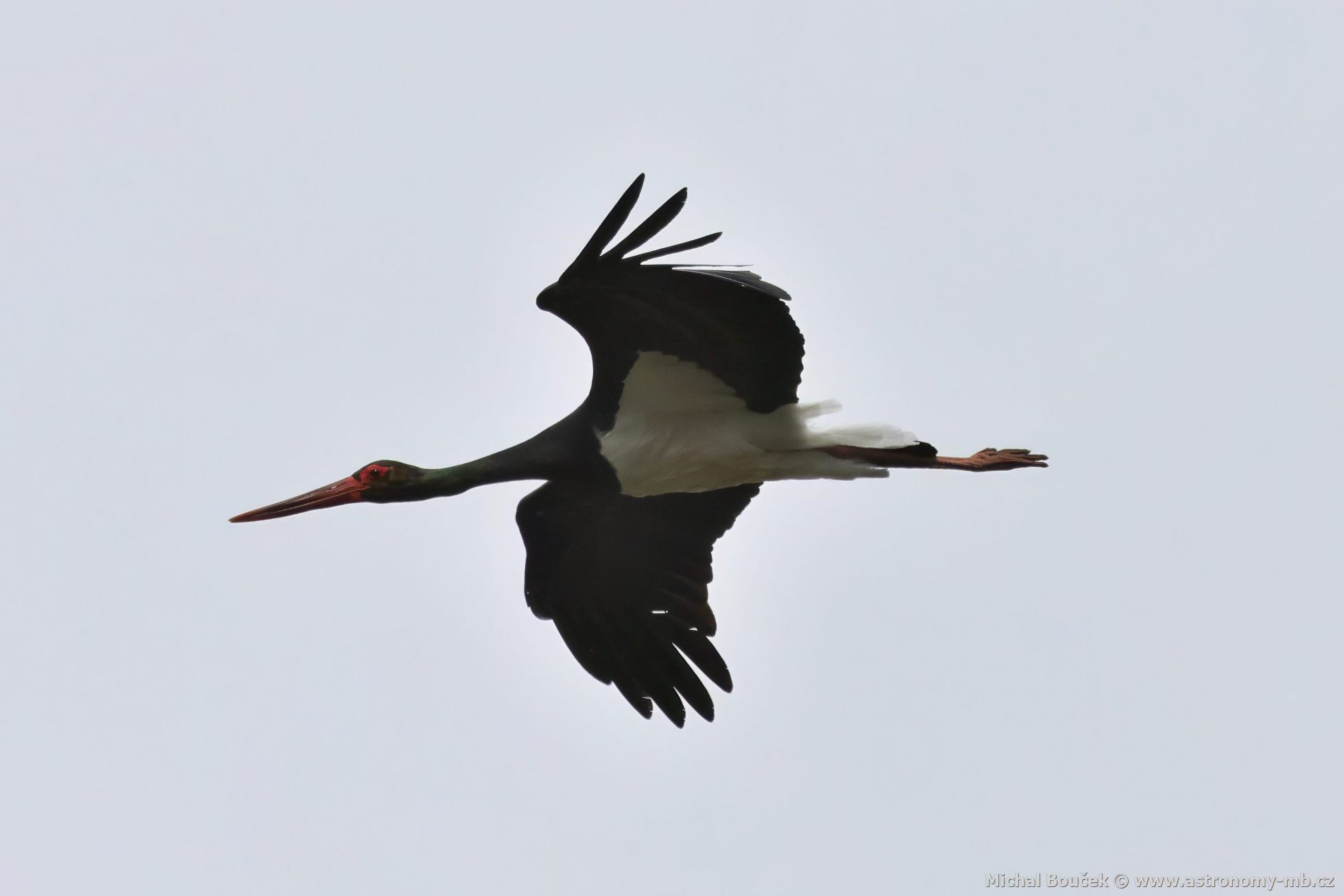 Čáp černý (Ciconia nigra) Čáp černý (Ciconia nigra)