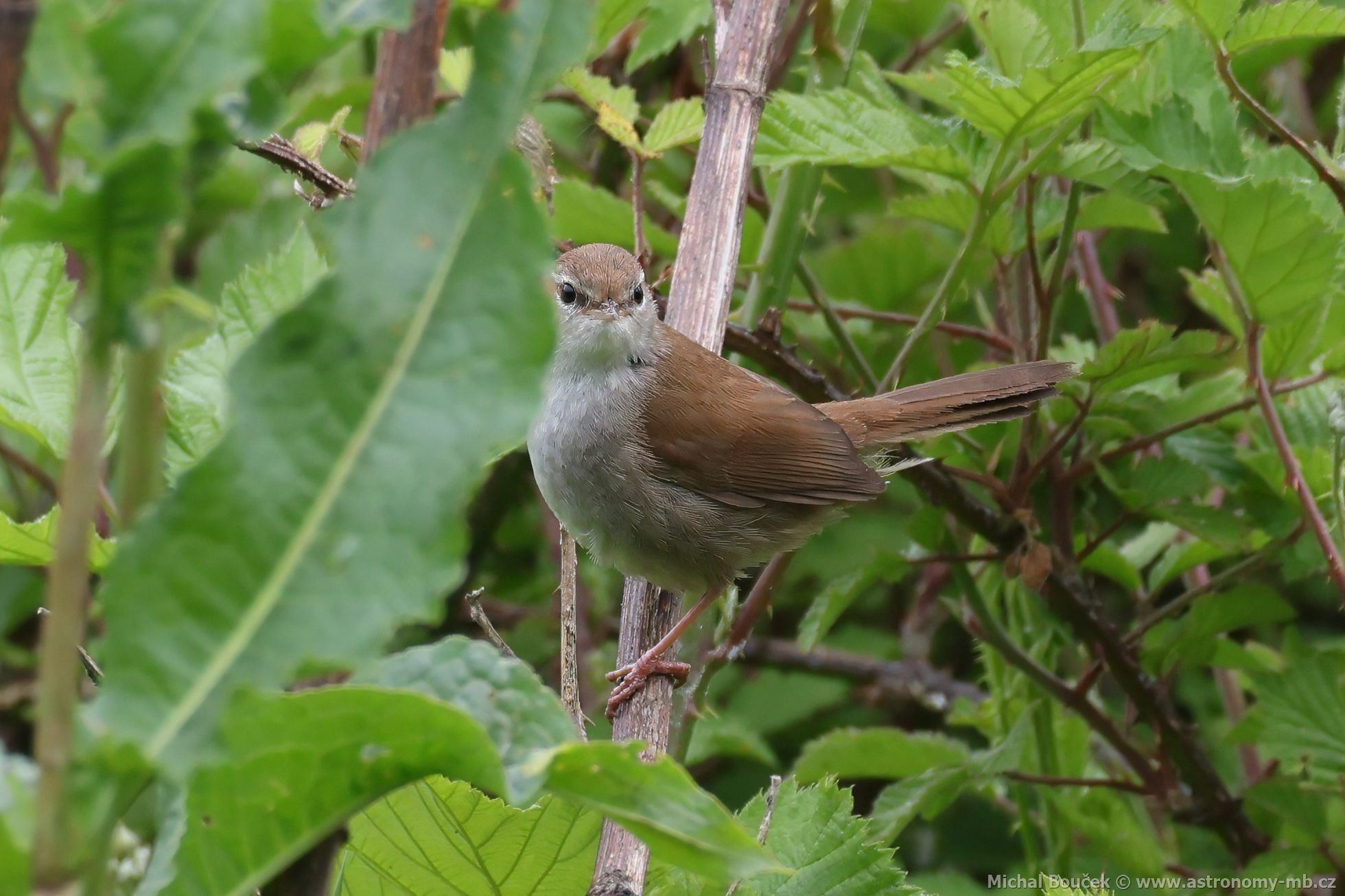Cetie jiní (Cettia cetti)