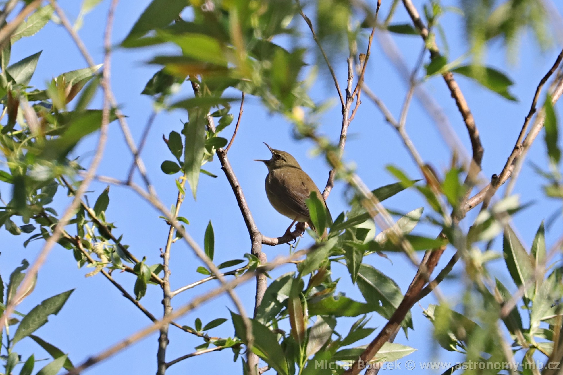 Cvrilka íní (Locustella fluviatilis)