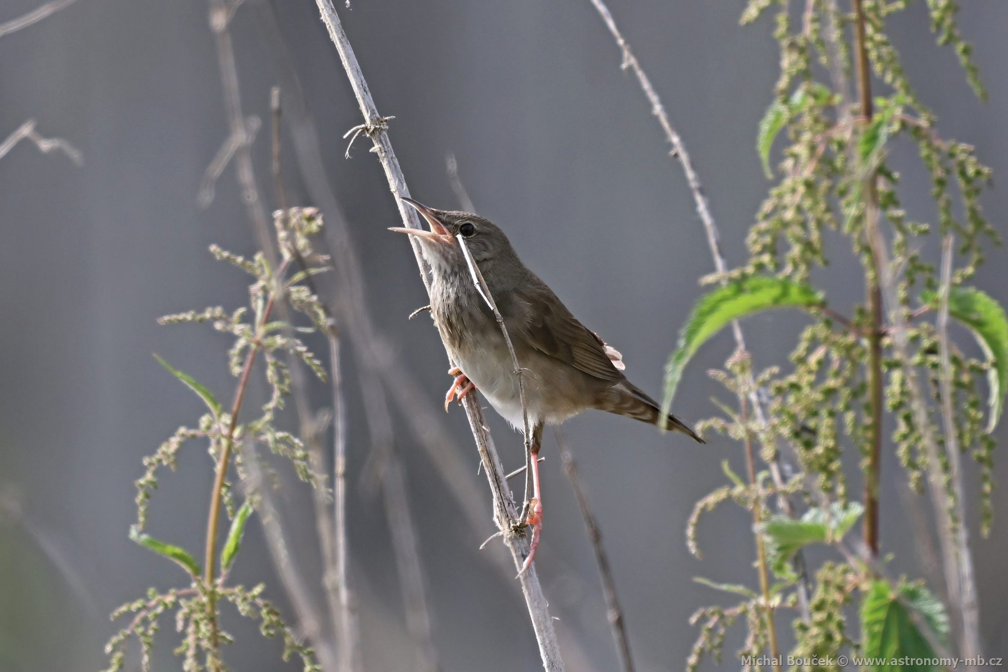 Cvrilka íní (Locustella fluviatilis)