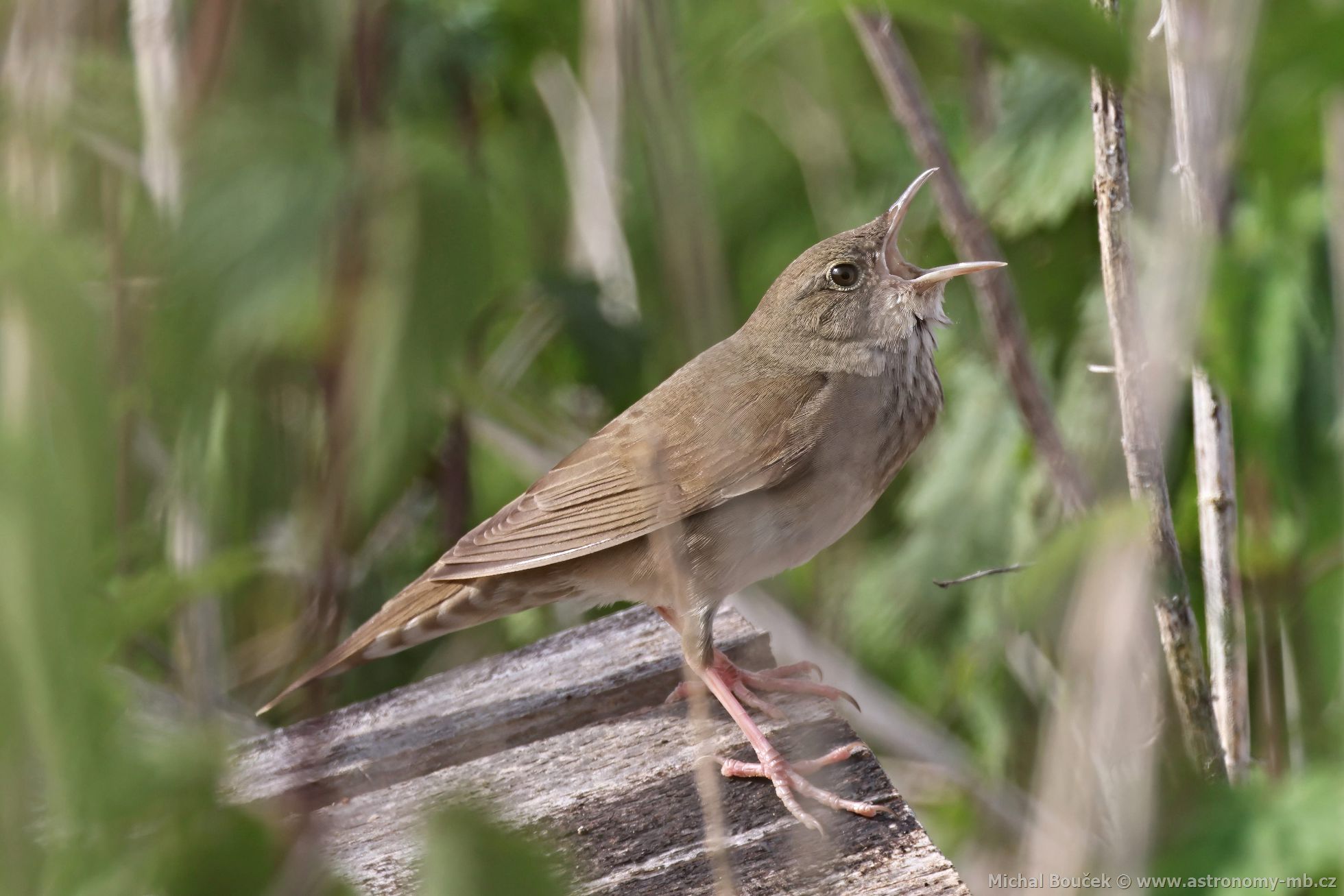 Cvrilka íní (Locustella fluviatilis)