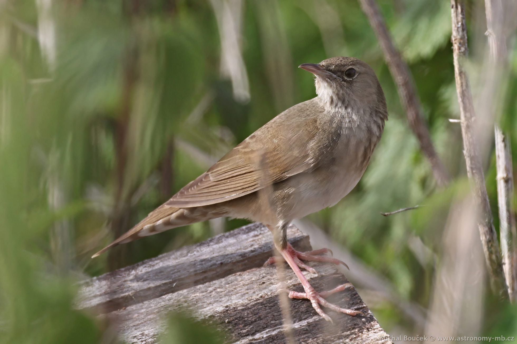 Cvrilka íní (Locustella fluviatilis)