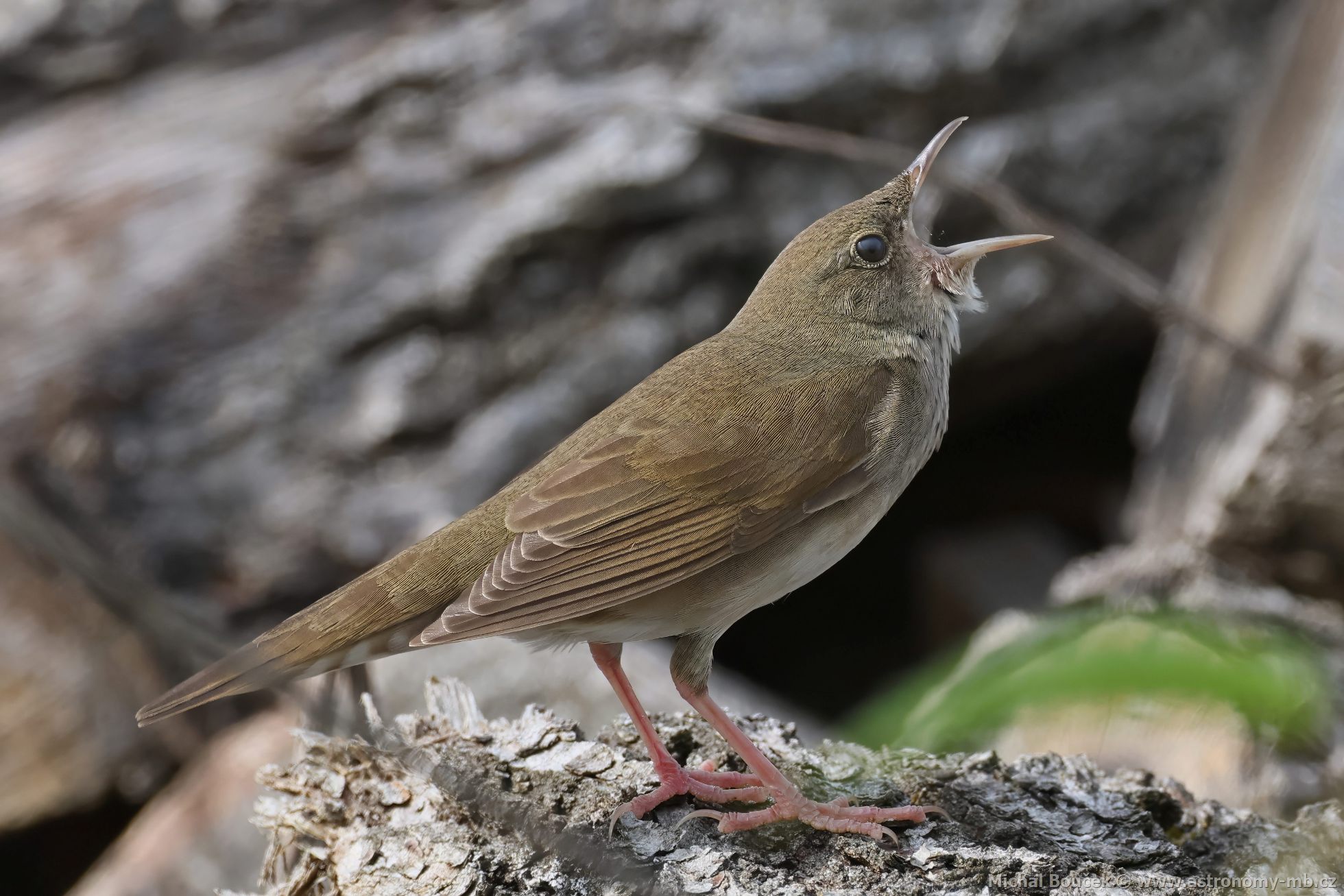 Cvrilka íní (Locustella fluviatilis)