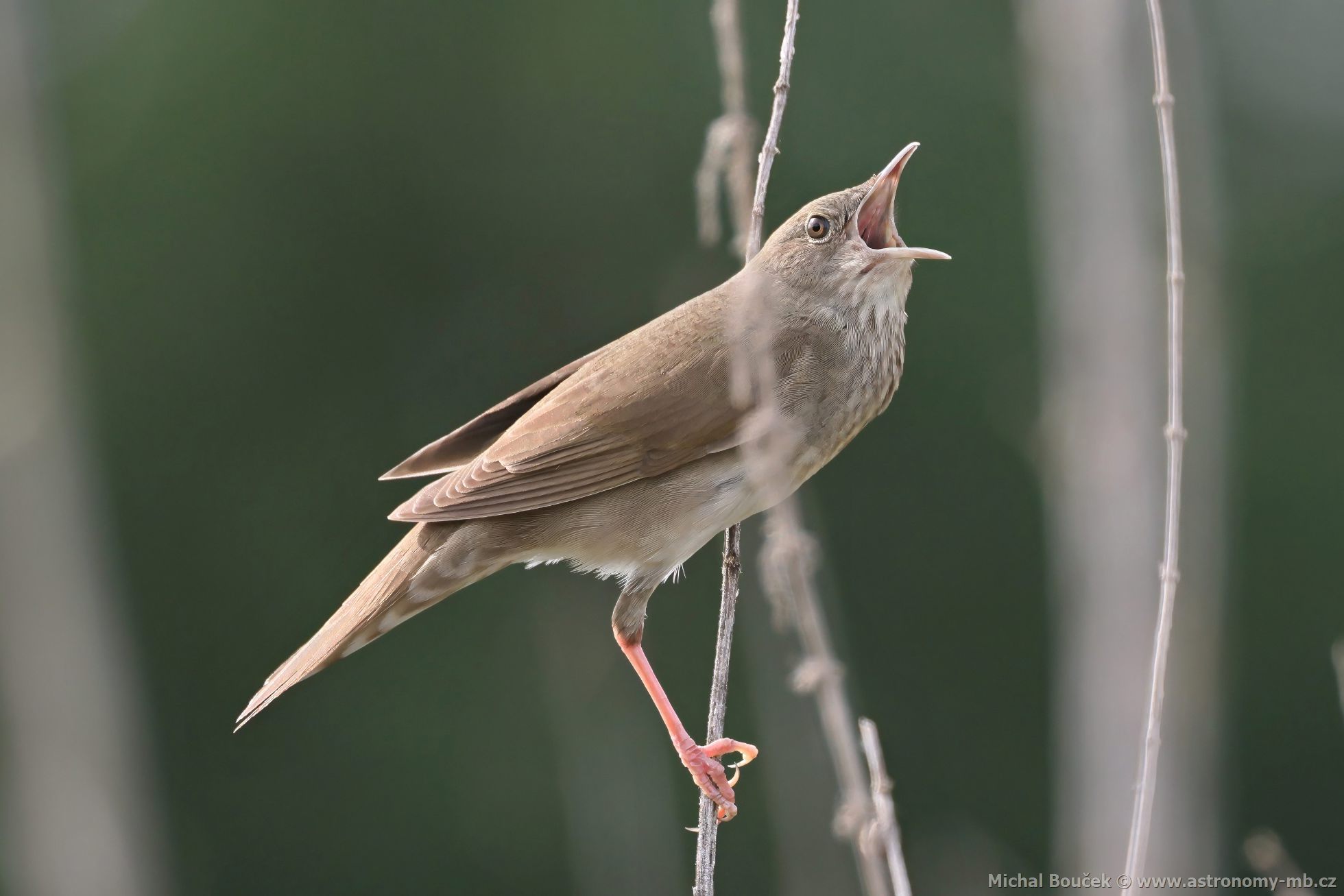 Cvrilka íní (Locustella fluviatilis)