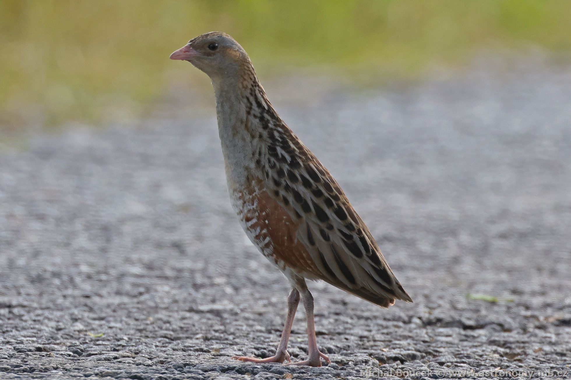 Chástal polní (Crex crex)