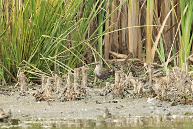 Chástal vodní (Rallus aquaticus)