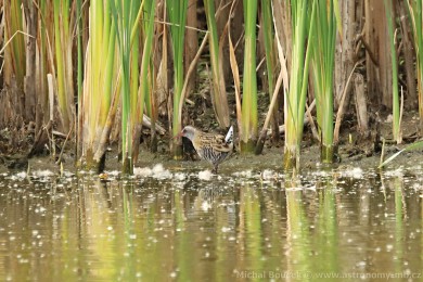 Chástal vodní (Rallus aquaticus)
