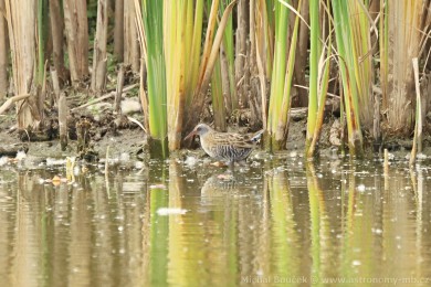 Chástal vodní (Rallus aquaticus)