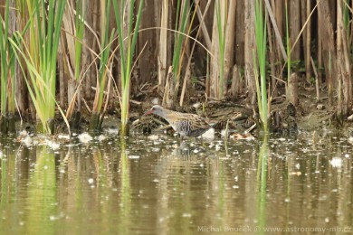Chástal vodní (Rallus aquaticus)