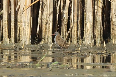Chástal vodní (Rallus aquaticus)