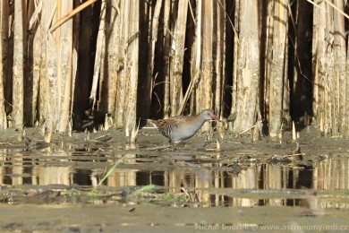 Chástal vodní (Rallus aquaticus)