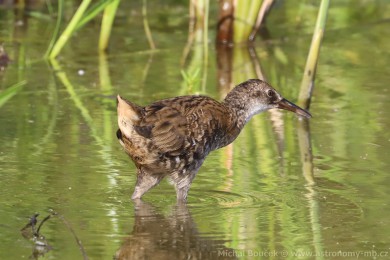 Chástal vodní (Rallus aquaticus)
