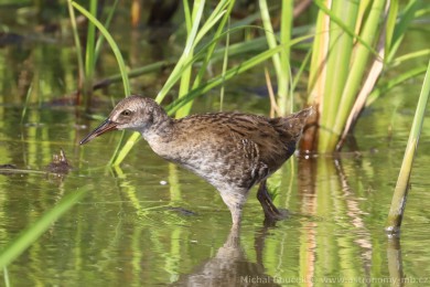 Chástal vodní (Rallus aquaticus)