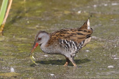 Chástal vodní (Rallus aquaticus)