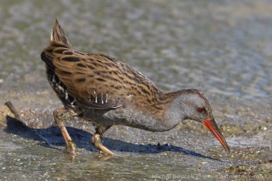 Chástal vodní (Rallus aquaticus)