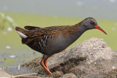 Chástal vodní (Rallus aquaticus)