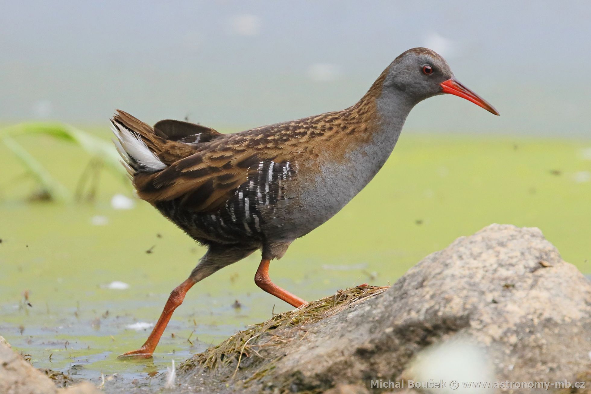 Chřástal vodní (Rallus aquaticus) Chřástal vodní (Rallus aquaticus)