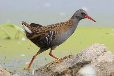Chástal vodní (Rallus aquaticus)