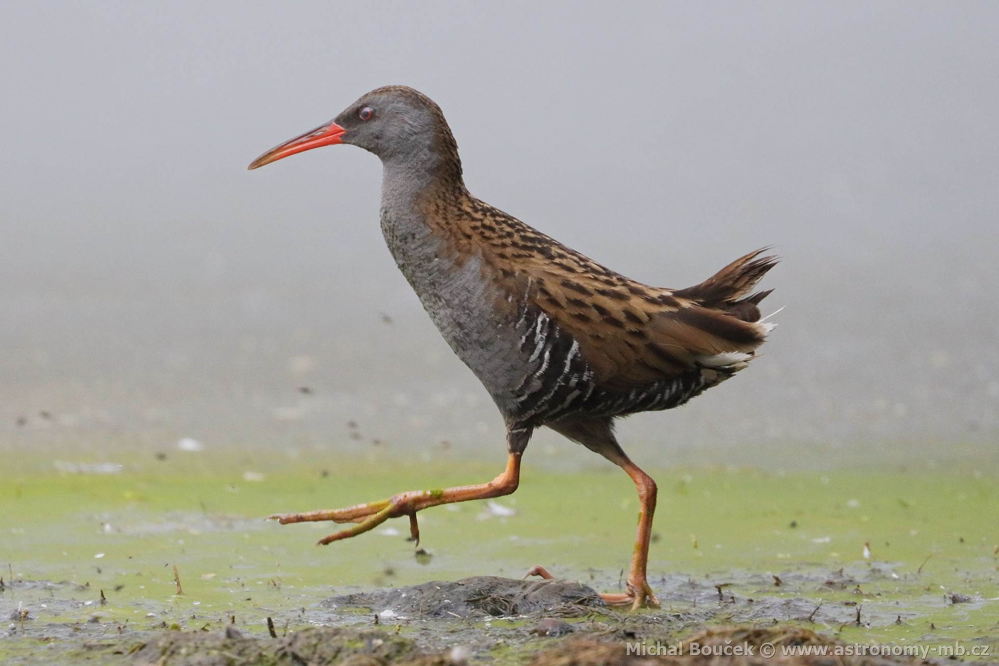 Chřástal vodní (Rallus aquaticus) Chřástal vodní (Rallus aquaticus)