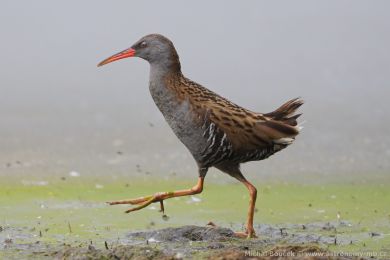 Chástal vodní (Rallus aquaticus)