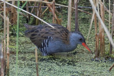 Chástal vodní (Rallus aquaticus)