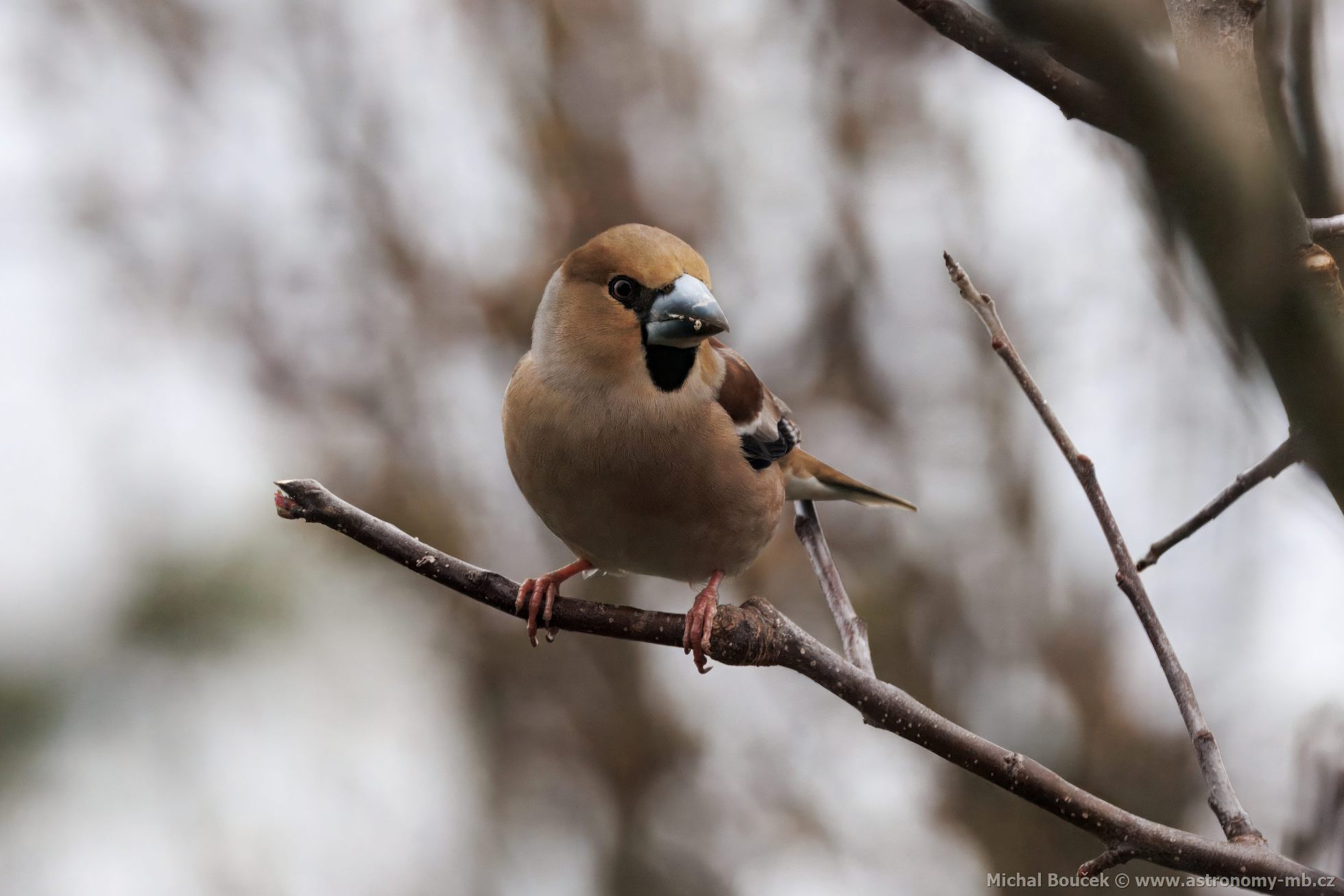 Dlask tlustozobý (Coccothraustes coccothraustes) Dlask tlustozobý (Coccothraustes coccothraustes)