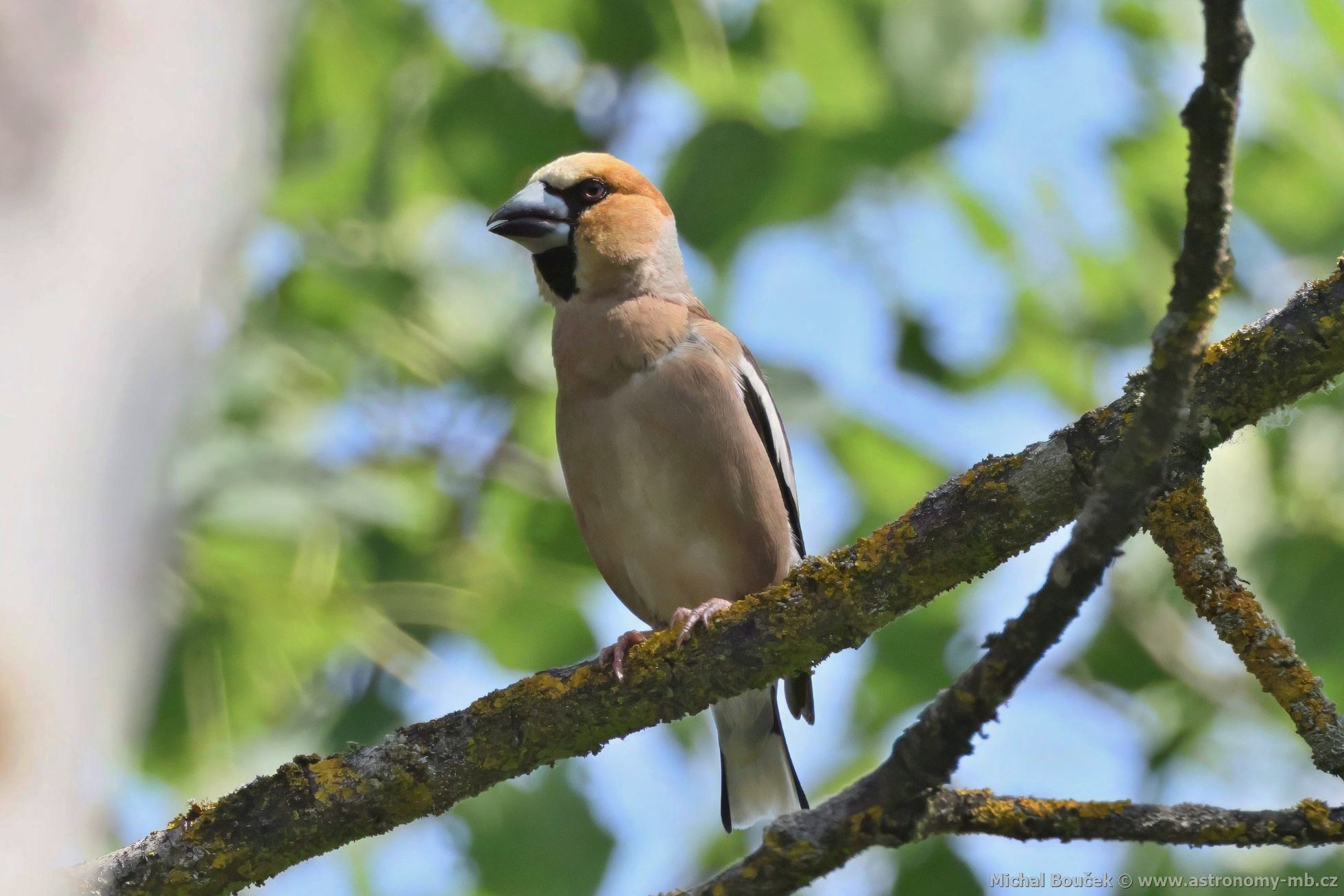 Dlask tlustozobý (Coccothraustes coccothraustes) Dlask tlustozobý (Coccothraustes coccothraustes)
