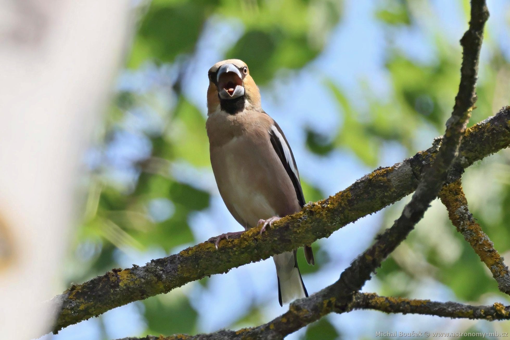 Dlask tlustozobý (Coccothraustes coccothraustes) Dlask tlustozobý (Coccothraustes coccothraustes)