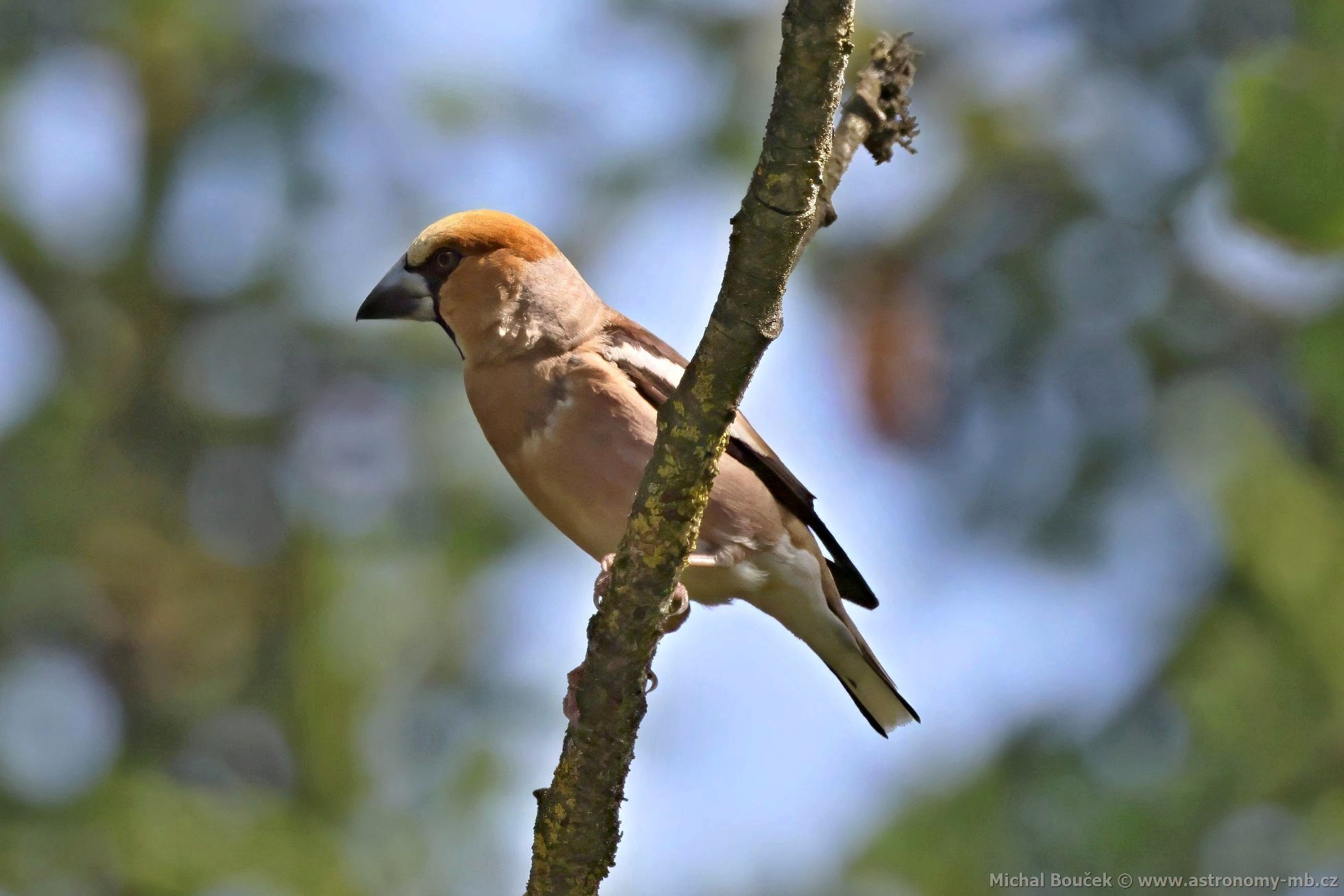 Dlask tlustozobý (Coccothraustes coccothraustes) Dlask tlustozobý (Coccothraustes coccothraustes)