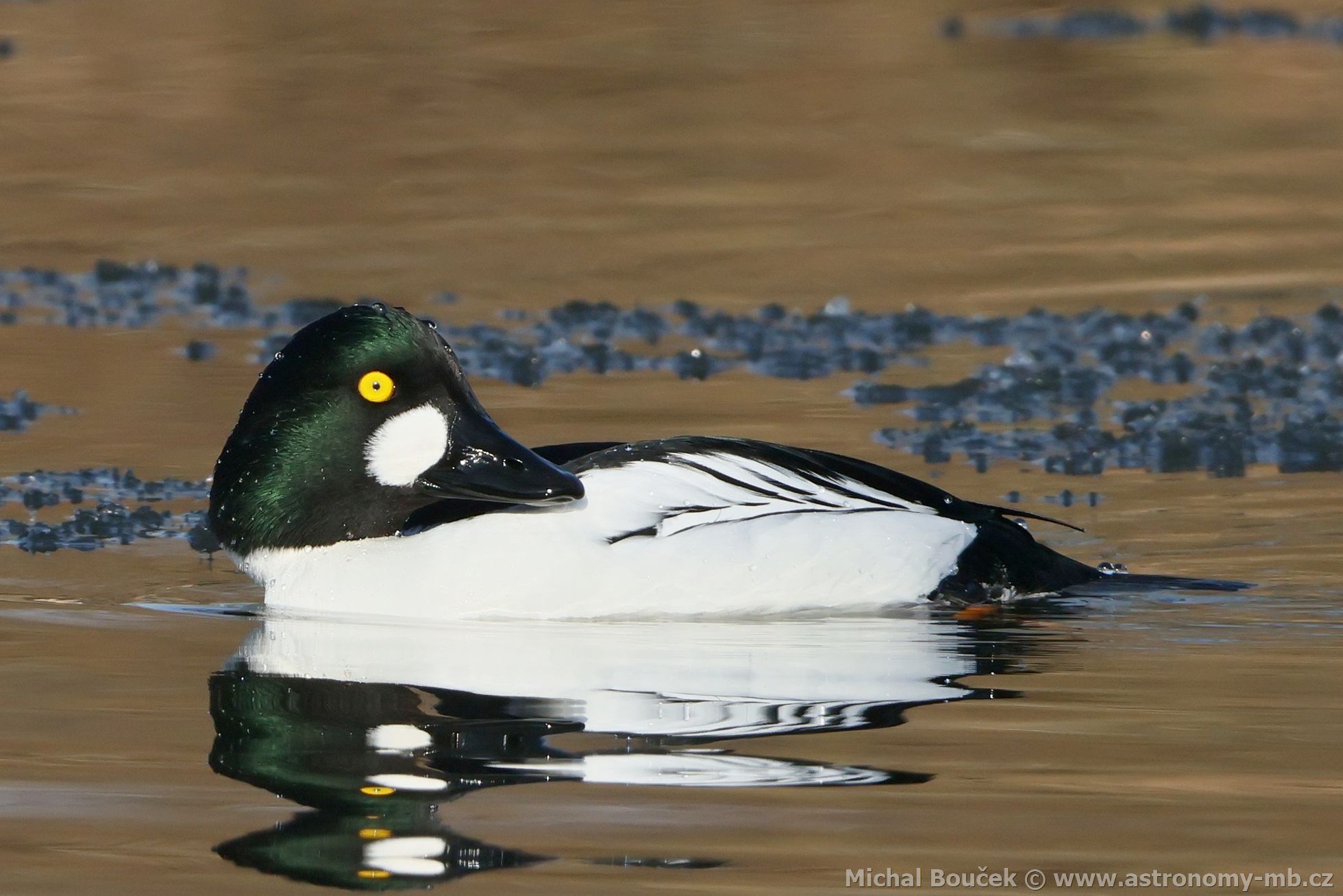 Hohol severní (Bucephala clangula) Hohol severní (Bucephala clangula)