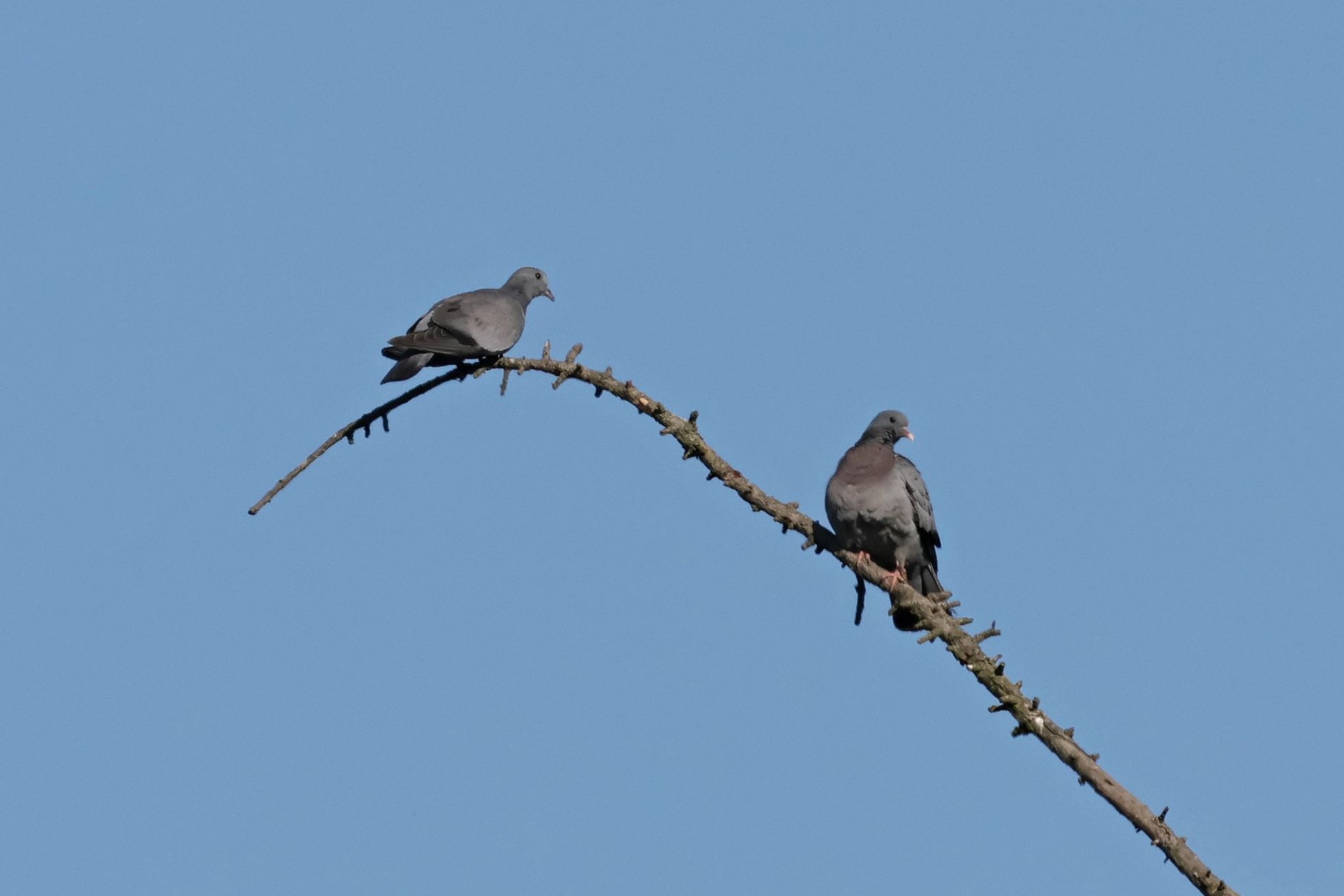 Holub doupák (Columba oenas)