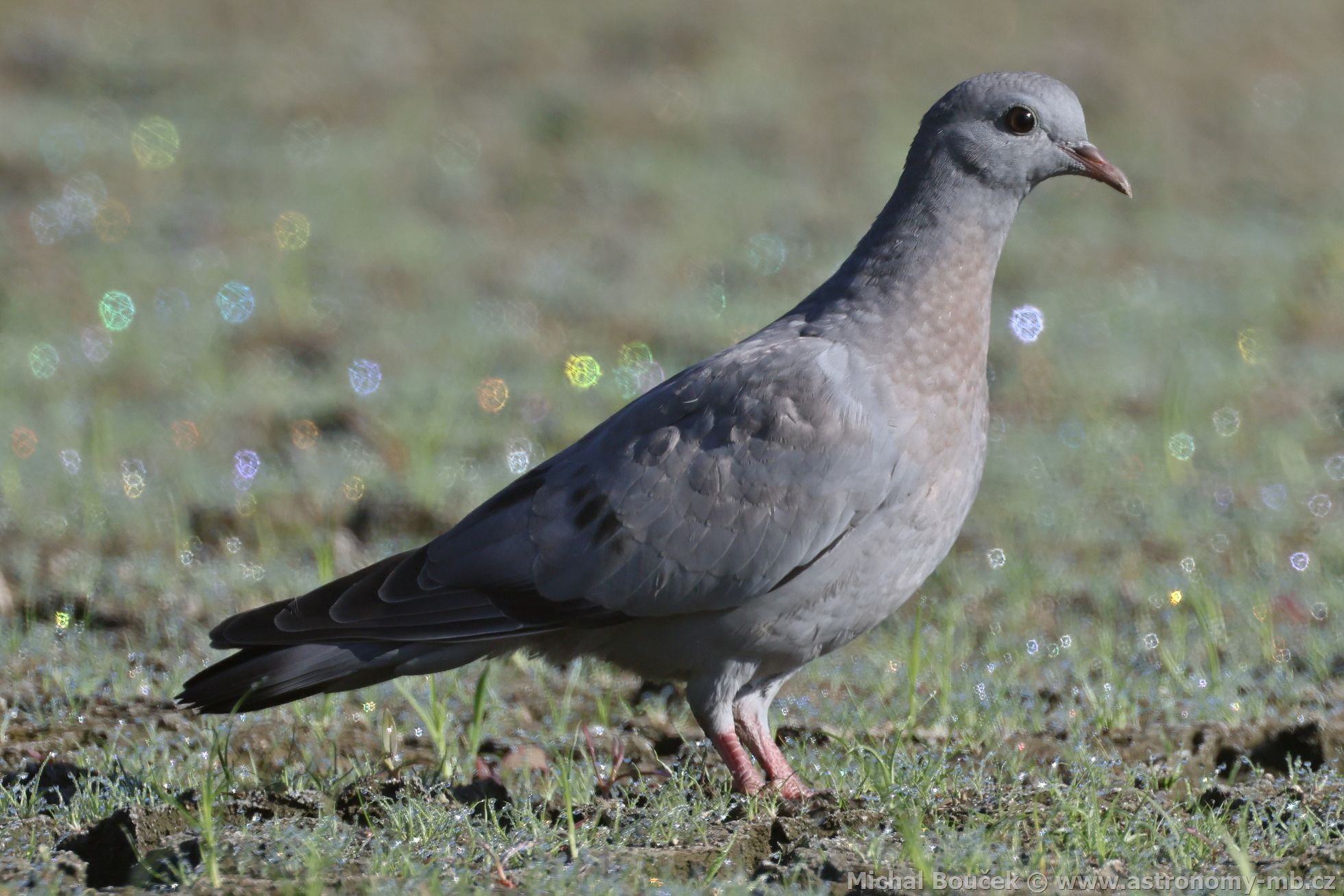 Holub doupák (Columba oenas)