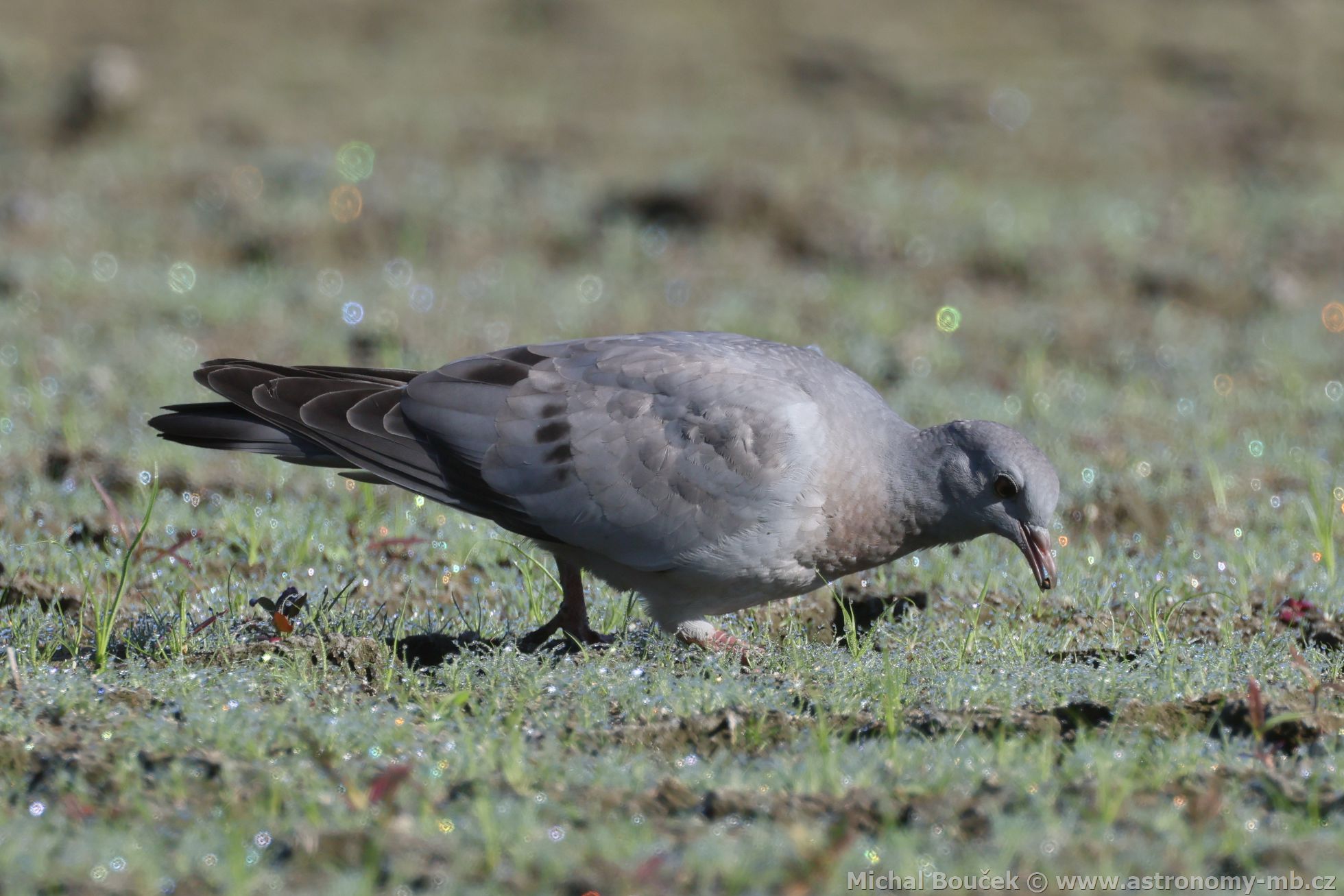 Holub doupák (Columba oenas)