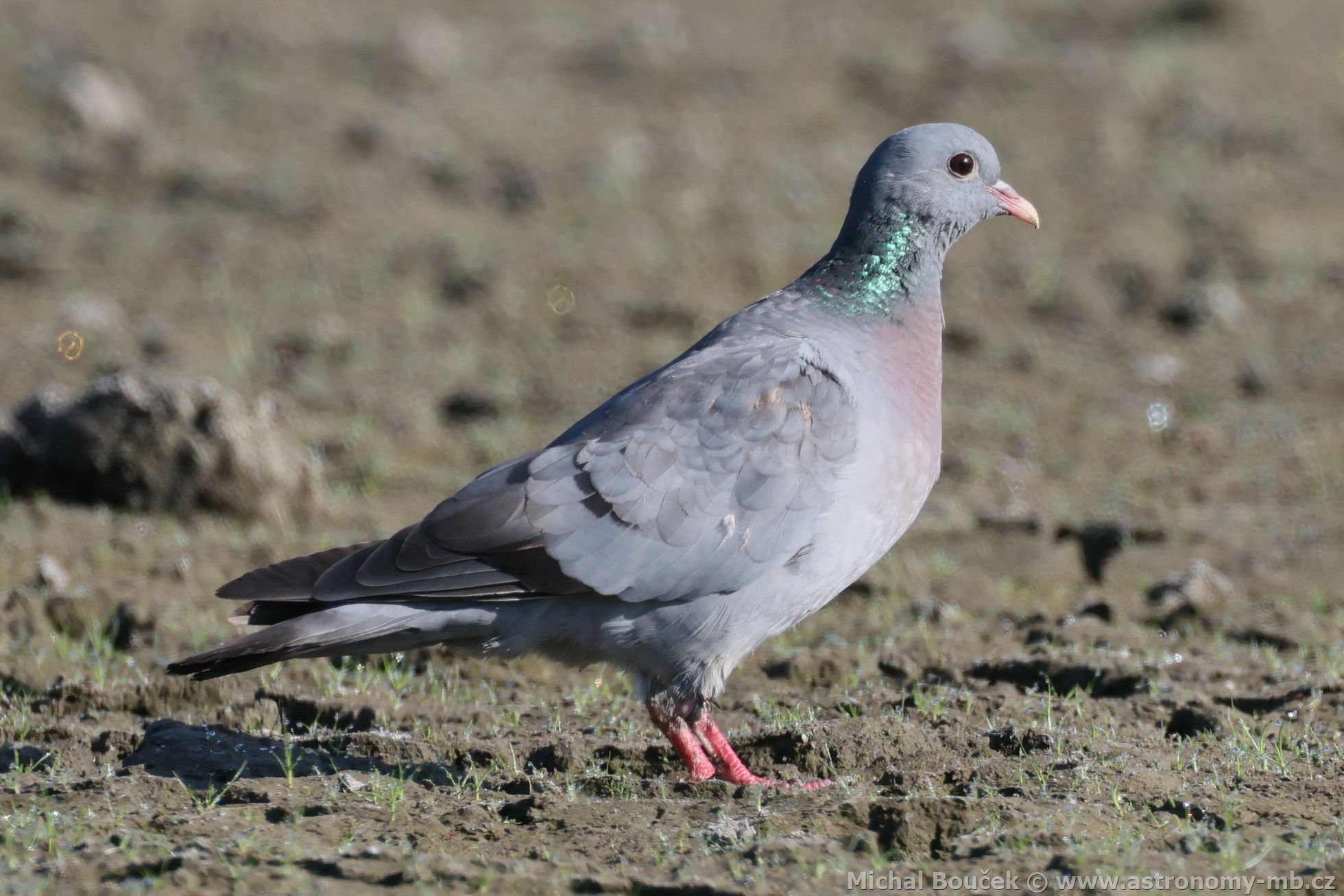 Holub doupák (Columba oenas)