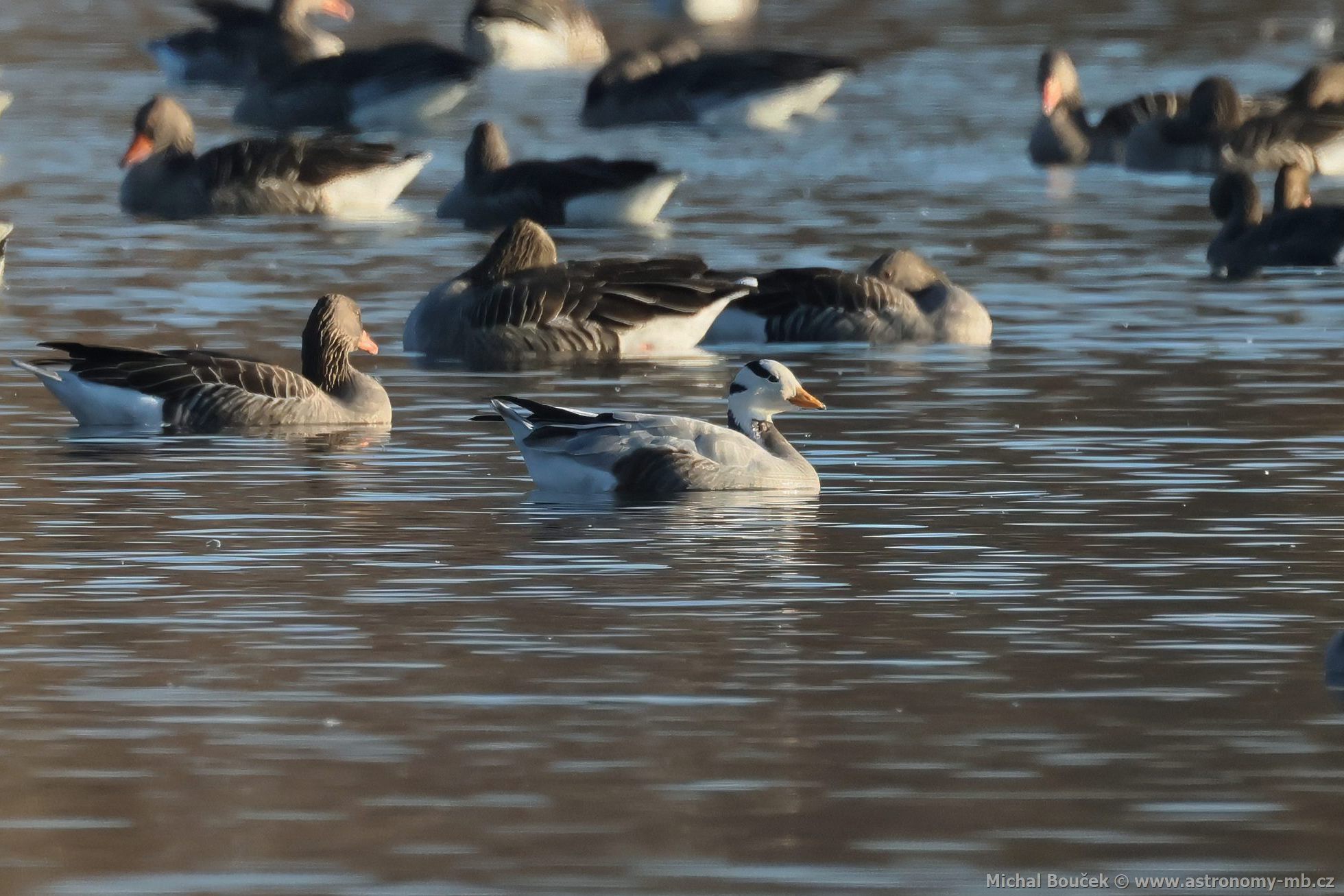 Husa indická (Anser indicus)