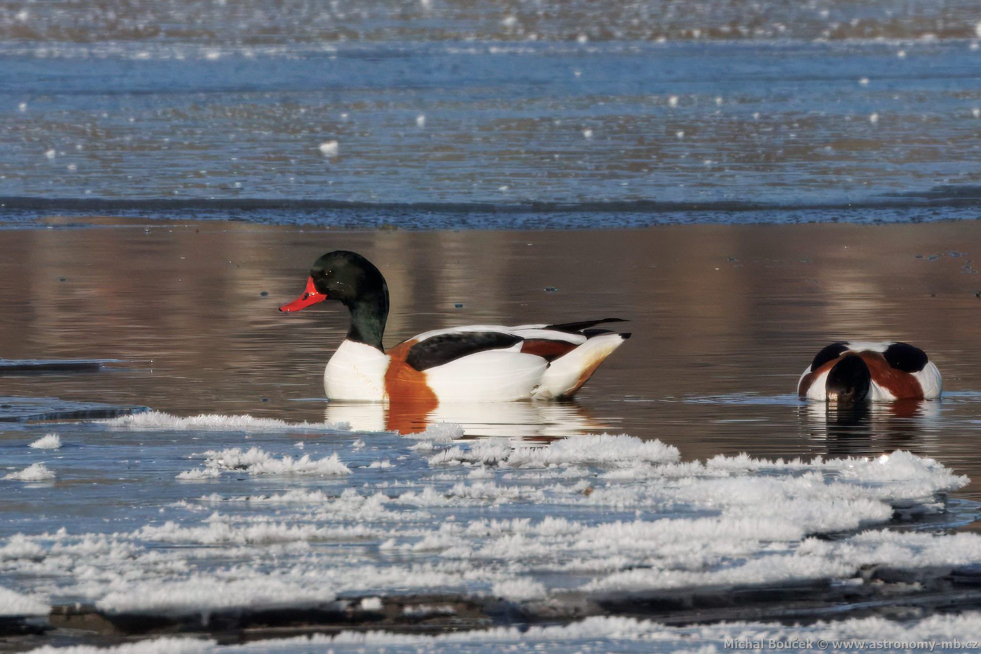 Husice liščí (Tadorna tadorna) Husice liščí (Tadorna tadorna)