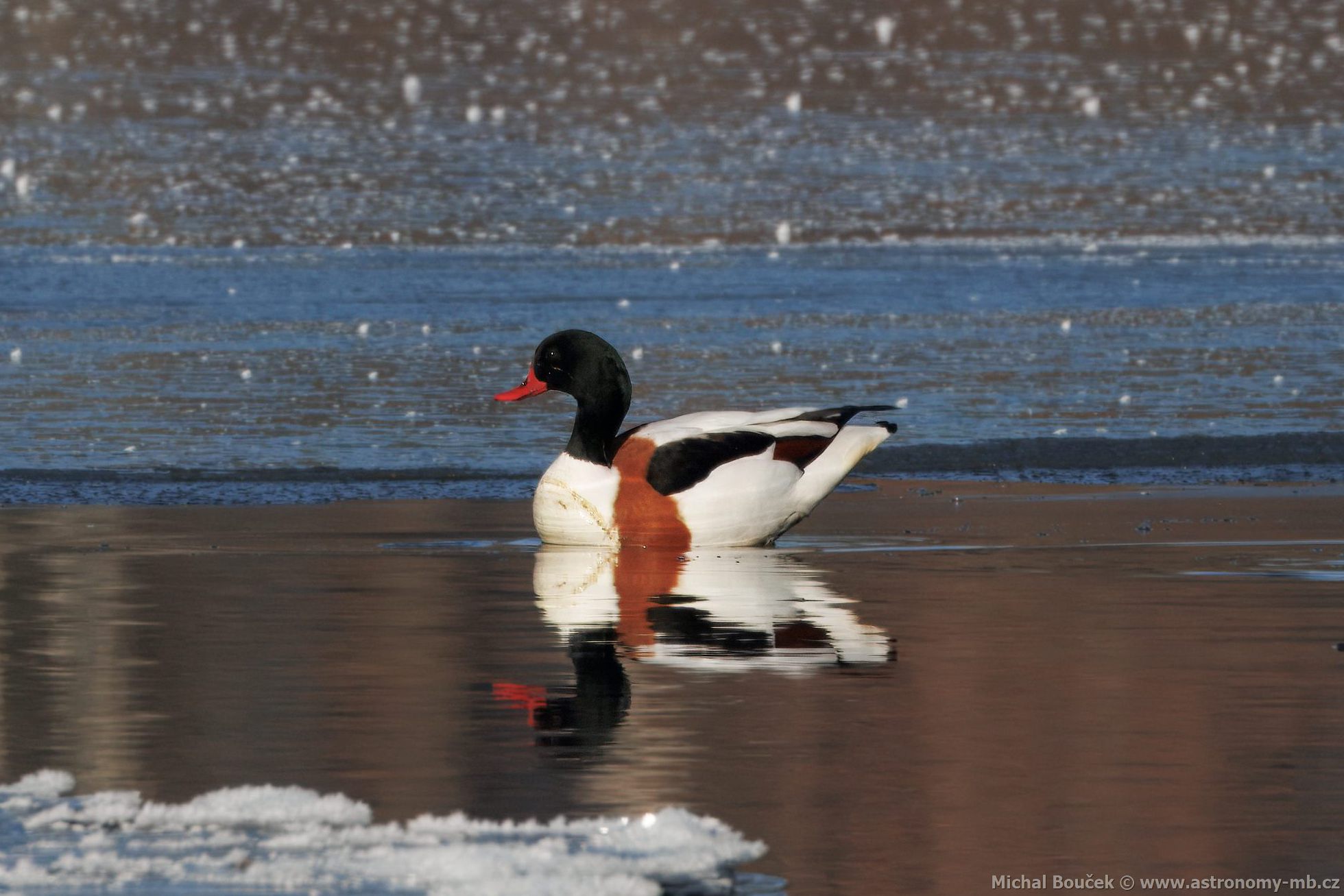 Husice liščí (Tadorna tadorna) Husice liščí (Tadorna tadorna)