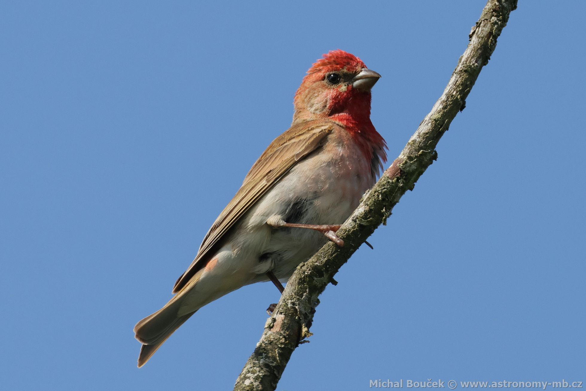Hýl rudý (Carpodacus erythrinus) Hýl rudý (Carpodacus erythrinus)