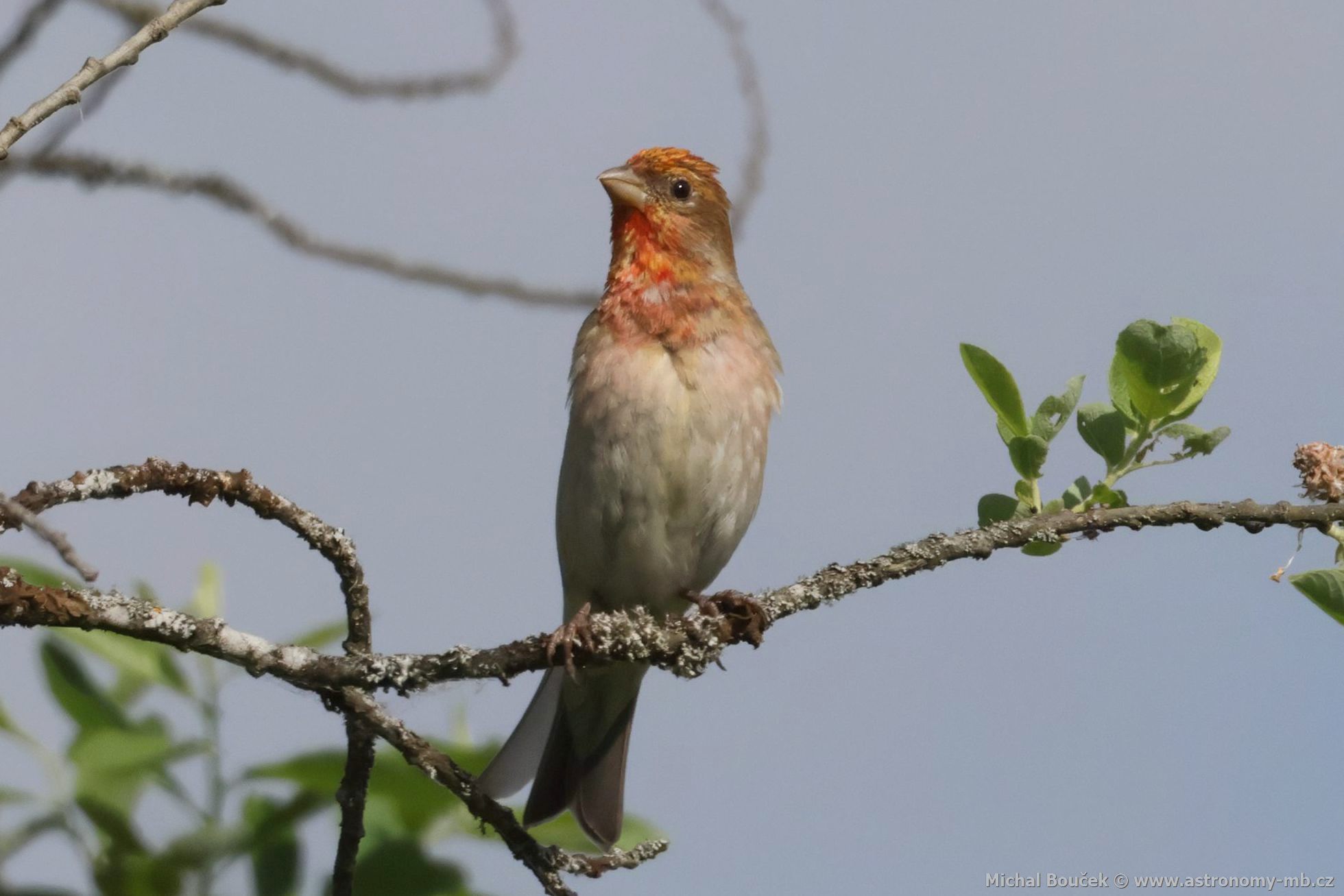 Hýl rudý (Carpodacus erythrinus) Hýl rudý (Carpodacus erythrinus)