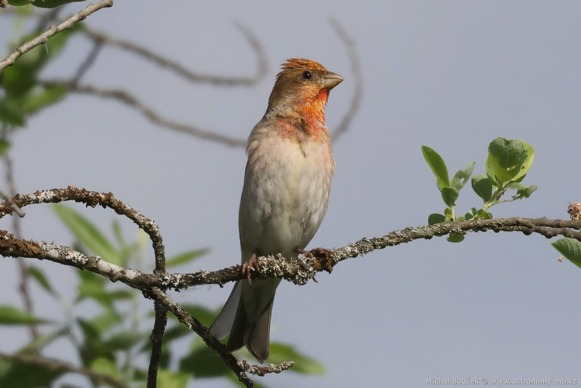 Hýl rudý (Carpodacus erythrinus) Hýl rudý (Carpodacus erythrinus)