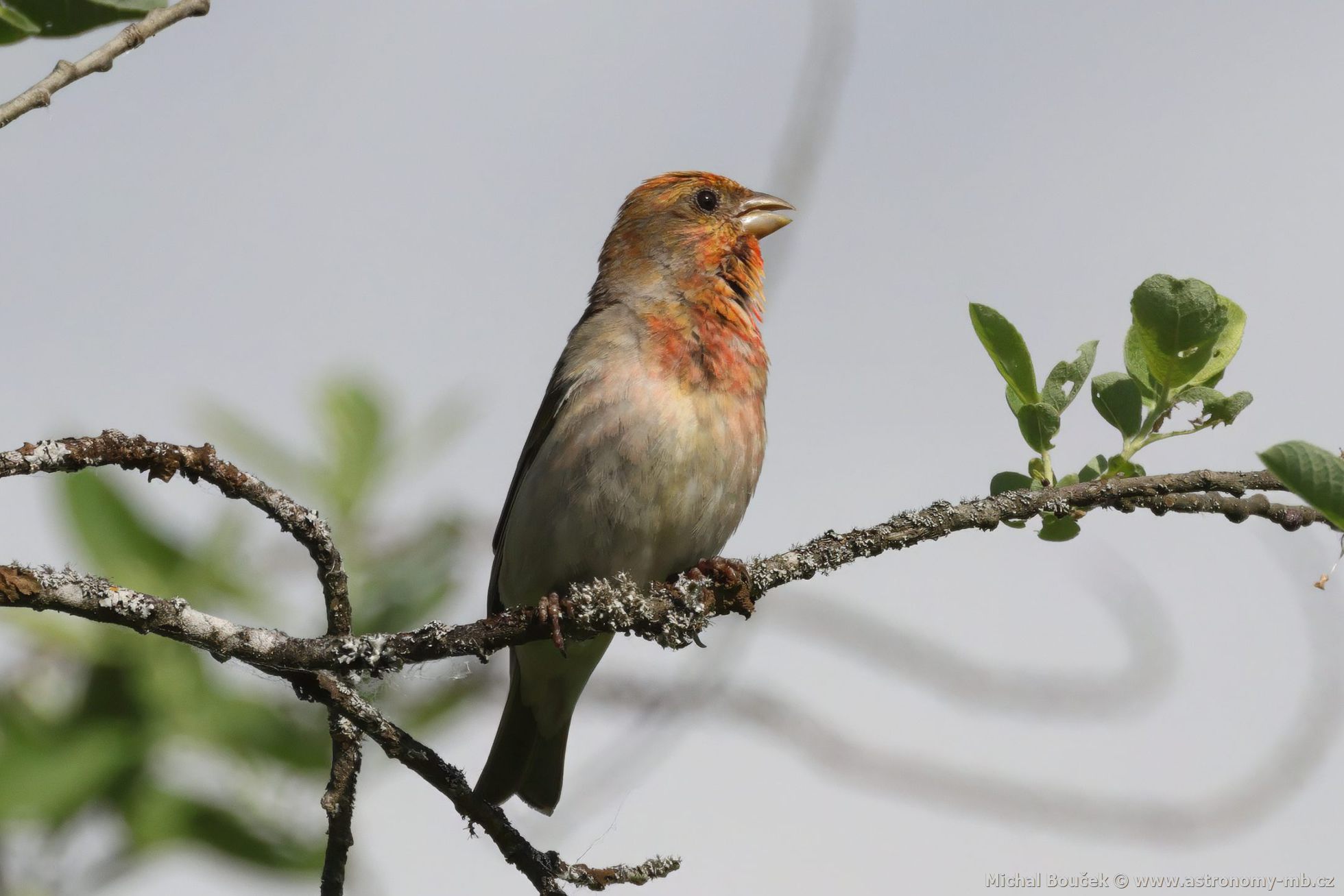 Hýl rudý (Carpodacus erythrinus) Hýl rudý (Carpodacus erythrinus)