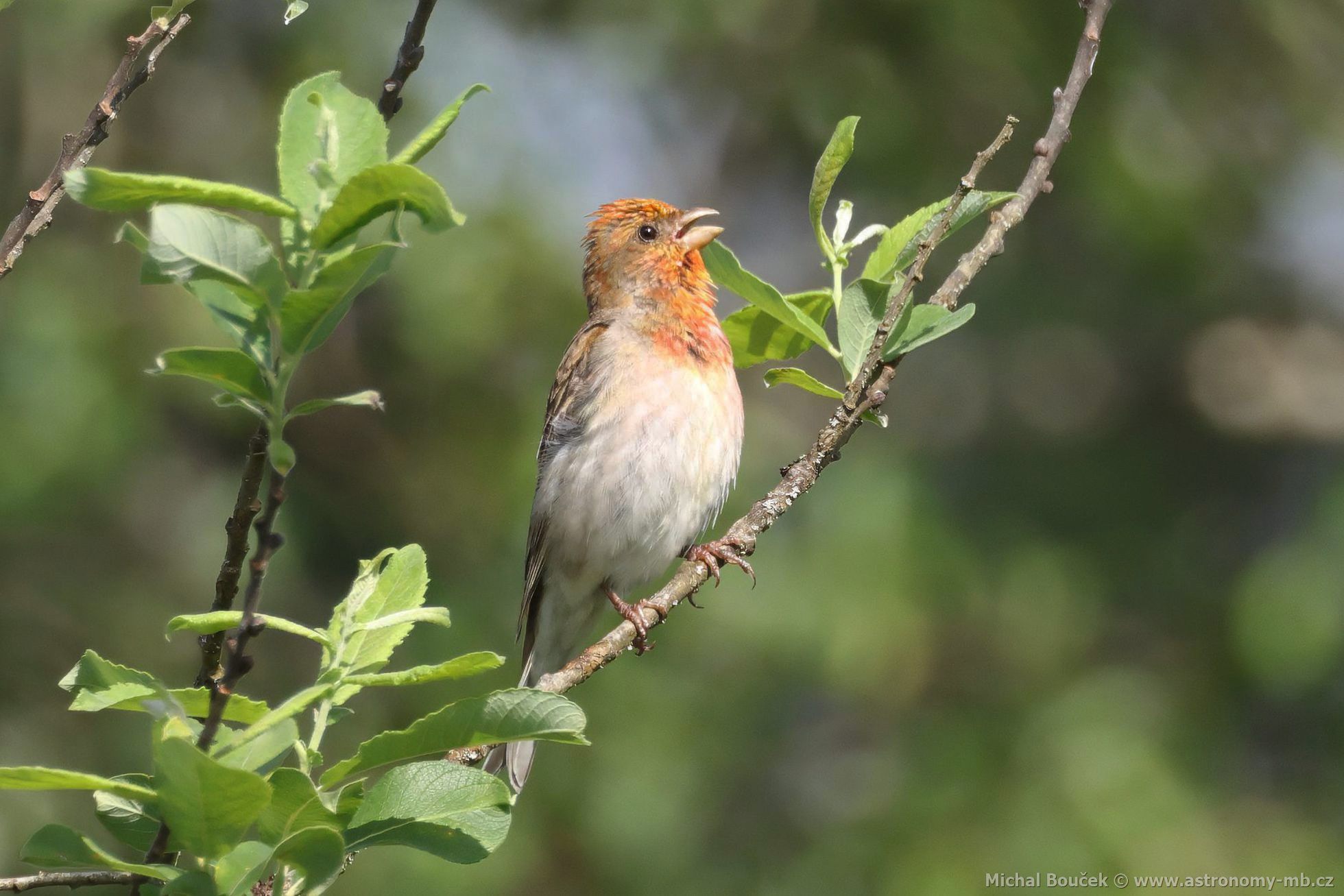 Hýl rudý (Carpodacus erythrinus) Hýl rudý (Carpodacus erythrinus)