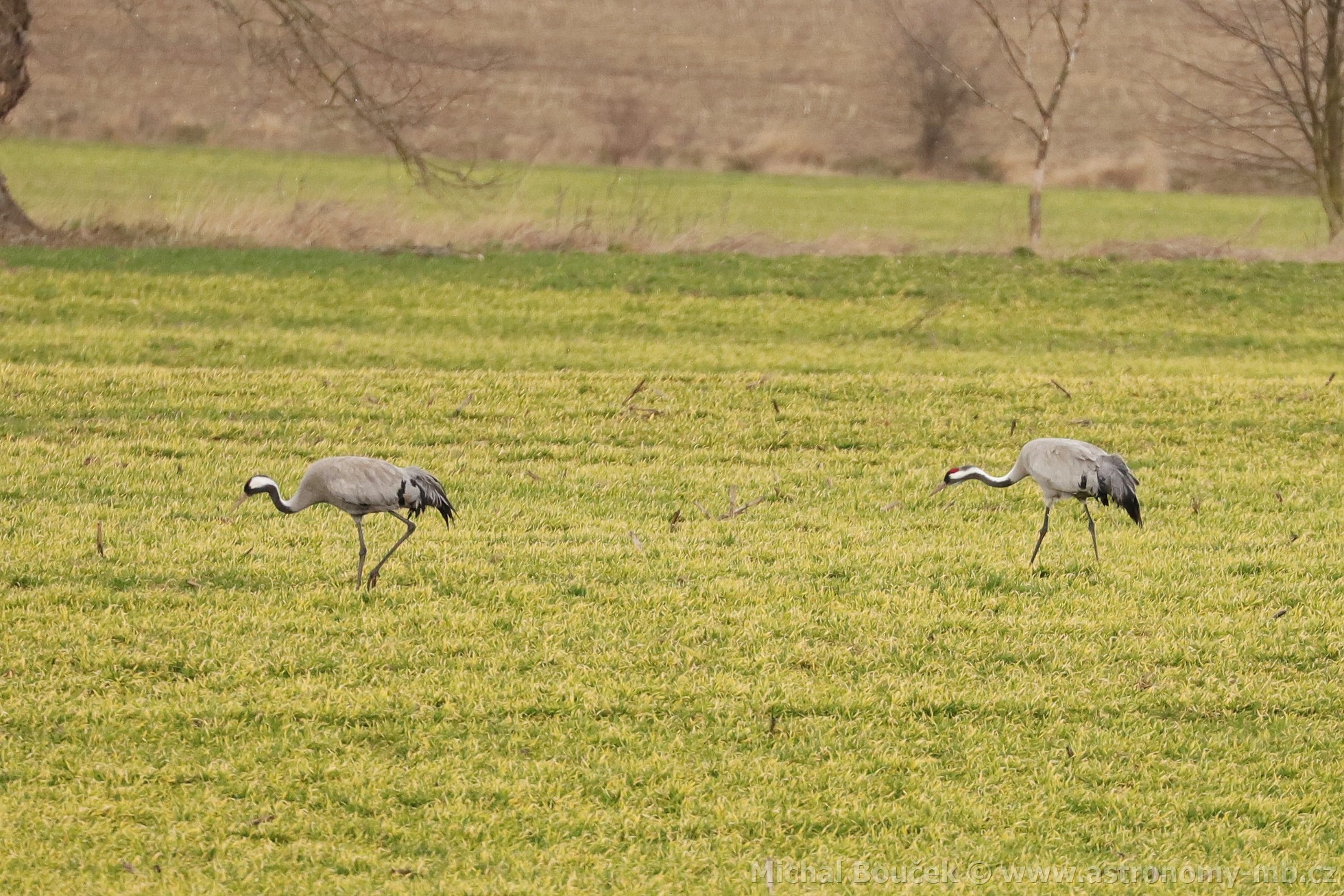 Jeřáb popelavý (Grus grus) Jeřáb popelavý (Grus grus)